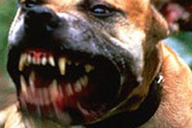 Policijski nalog zbog ugriza: Kako je pas u Oriovcu izazvao incident?
